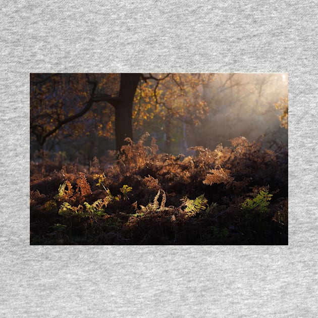 Bracken Lit by Morning Light, Richmond Park by GrahamPrentice